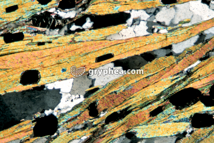 Micaschiste LPA x10 - gryphea.com